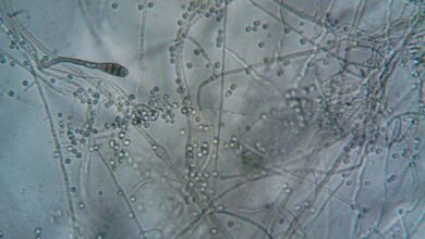 sexually transmitted fungal infections